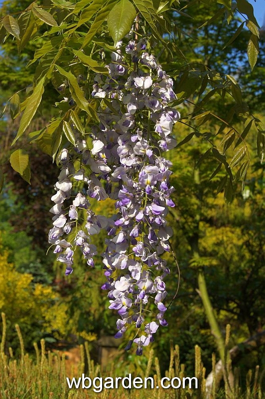 wbgarden spring 18.JPG
